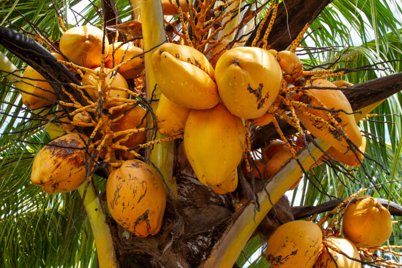 Coconuts — Colorful, Food, coconut, Palm Tree