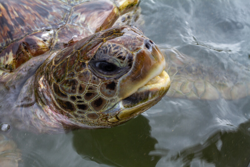 Turtle — Animal, Reptile, Turtle, Unsaturated