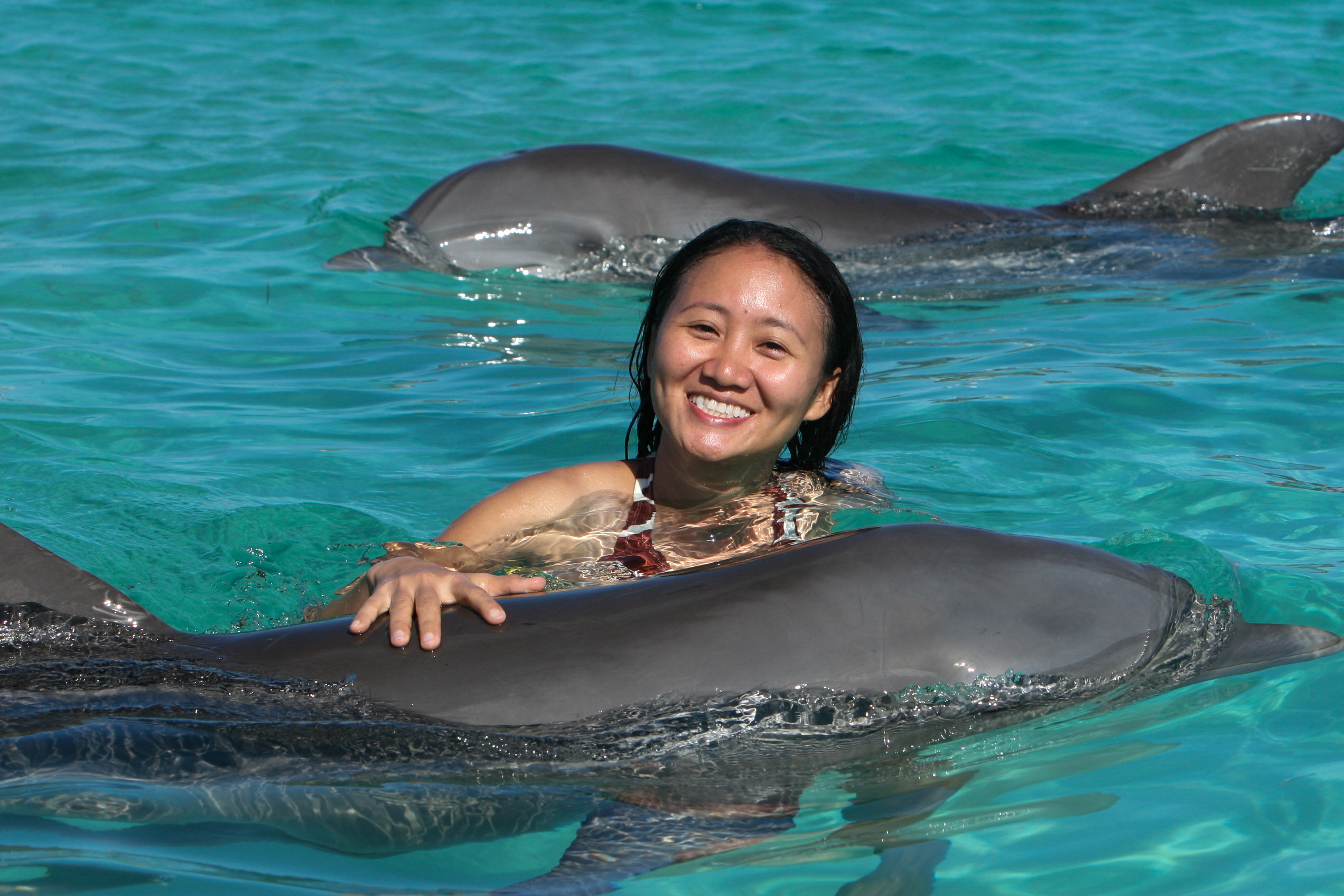 Swimming with Dolphins