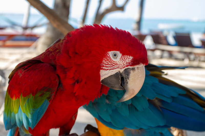 Macaw — Animal, Bird, Parrot, Macaw