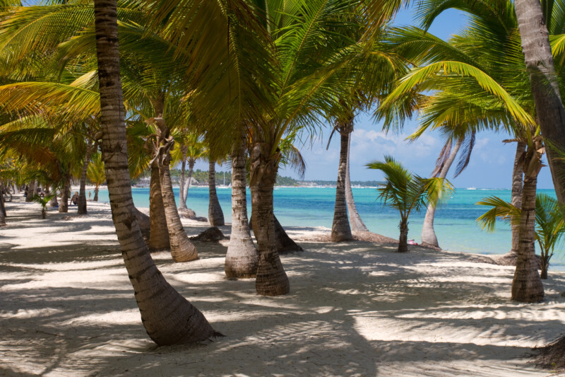 Bavaro Beach — White Sandy beach of Bavaro, in the Dominican Republic — Beach, Island, Nature, Palm Tree, Plant
