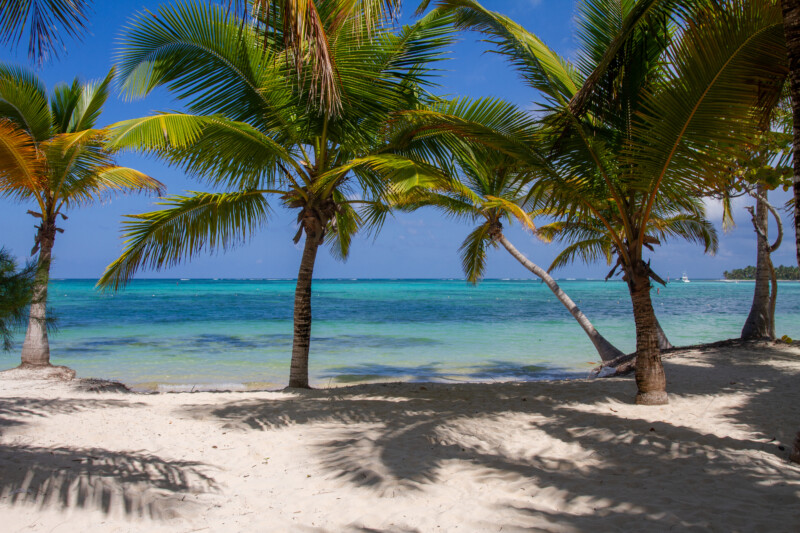 Bavaro Beach — White Sandy beach of Bavaro, in the Dominican Republic — Beach, Island, Nature, Palm Tree, Plant