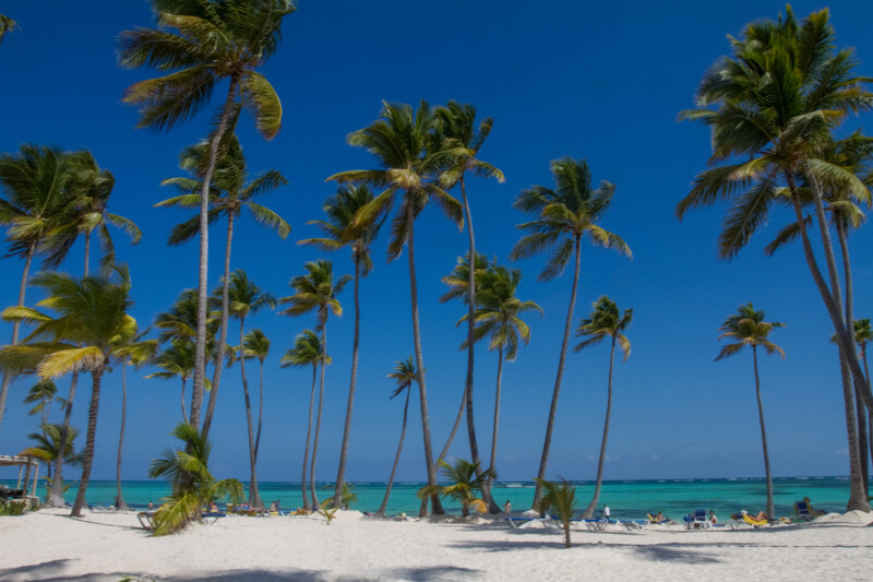 Bavaro Beach — White Sandy beach of Bavaro, in the Dominican Republic — Beach, Nature, Palm Tree, Plant, Sand