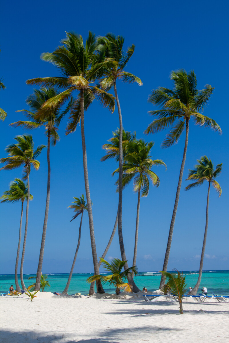Bavaro Beach — White Sandy beach of Bavaro, in the Dominican Republic — Beach, Nature, Palm Tree, Plant, Sand