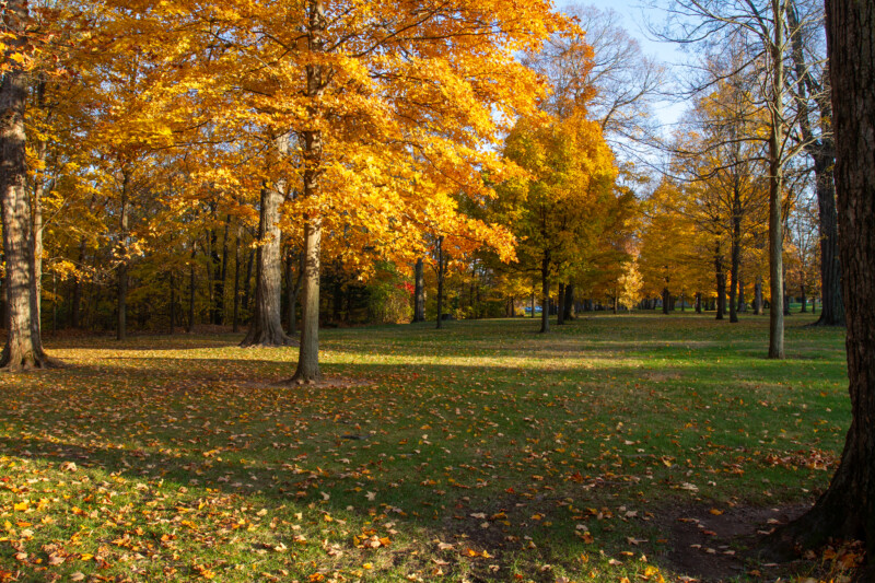 Fall Colours — Scenic photos of trees that have turned yellow and red during the fall. — Tree, Trees, Fall, Autumn, leaves
