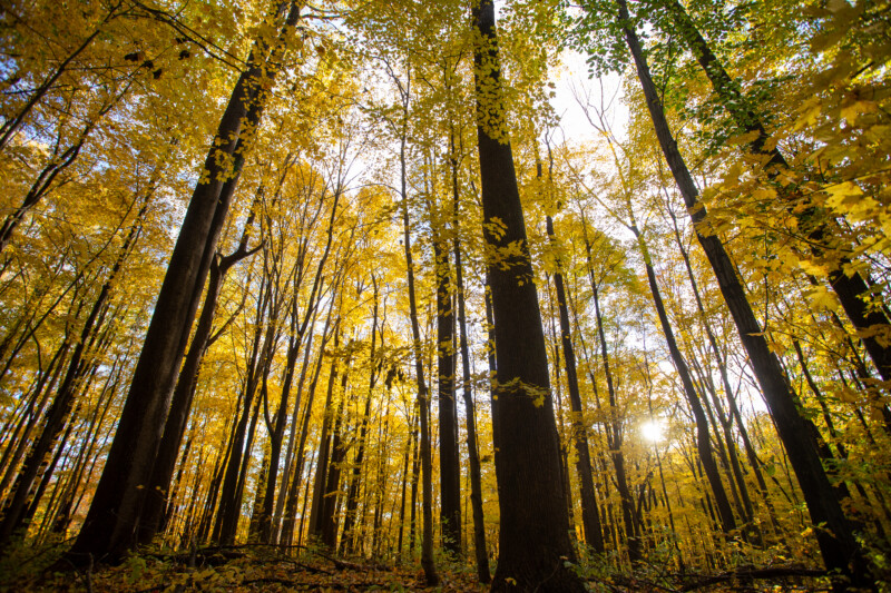 Fall Colours — Scenic photos of trees that have turned yellow and red during the fall. — Tree, Trees, Fall, Autumn, leaves