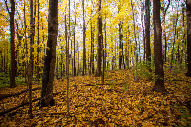 Fall Colours — Scenic photos of trees that have turned yellow and red during the fall. — Tree, Trees, Fall, Autumn, leaves