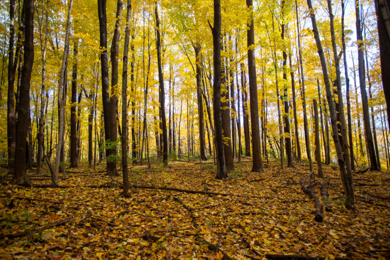 Fall Colours — Scenic photos of trees that have turned yellow and red during the fall. — Tree, Trees, Fall, Autumn, leaves