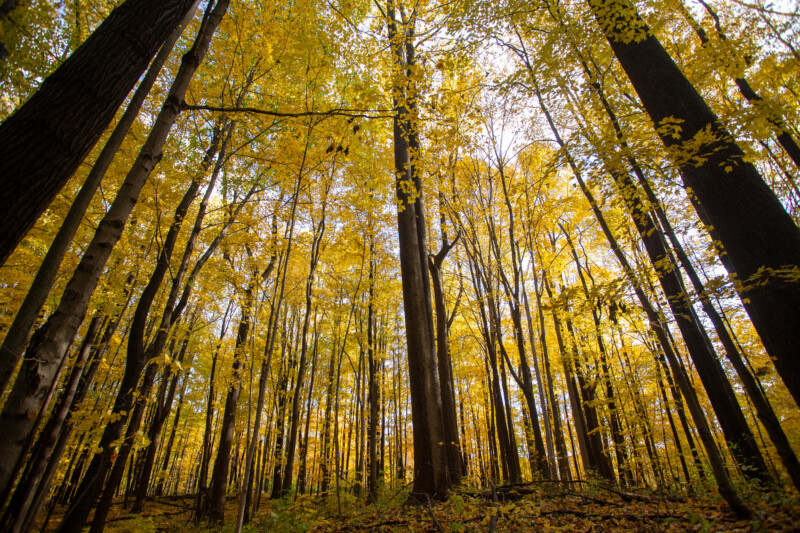 Fall Colours — Scenic photos of trees that have turned yellow and red during the fall. — Tree, Trees, Fall, Autumn, leaves