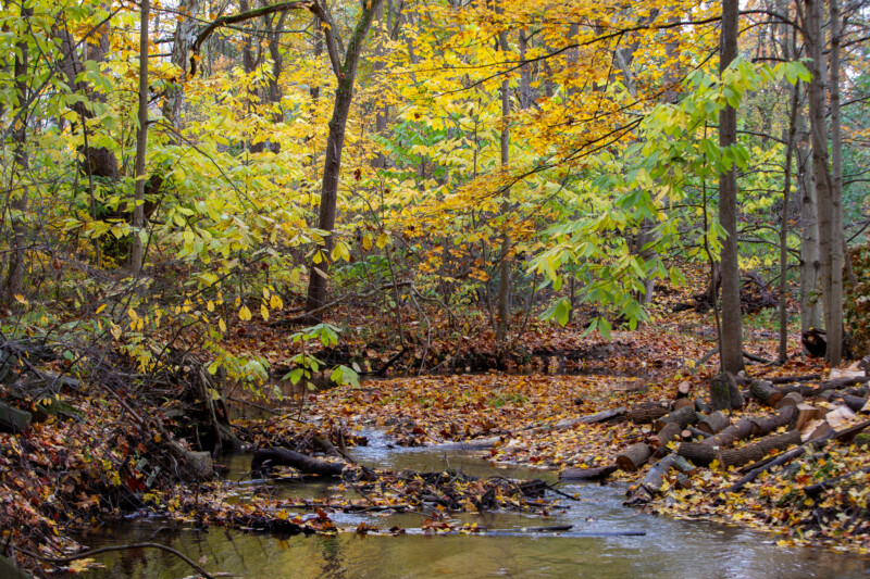 Fall Colours — Scenic photos of trees that have turned yellow and red during the fall. — Tree, Trees, Fall, Autumn, leaves