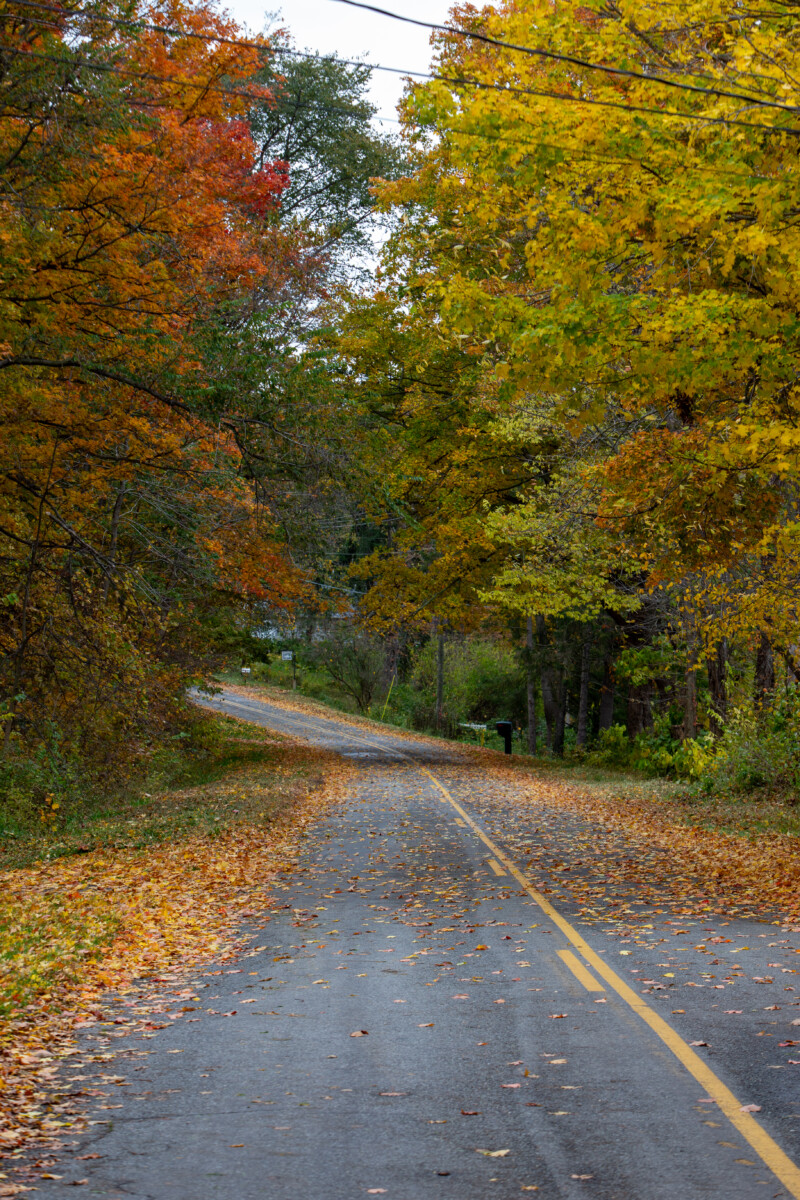 Fall Colours — Scenic photos of trees that have turned yellow and red during the fall. — Tree, Trees, Fall, Autumn, leaves
