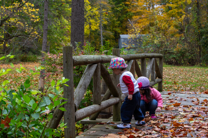 Fall Colours — Scenic photos of trees that have turned yellow and red during the fall. — Tree, Trees, Fall, Autumn, leaves