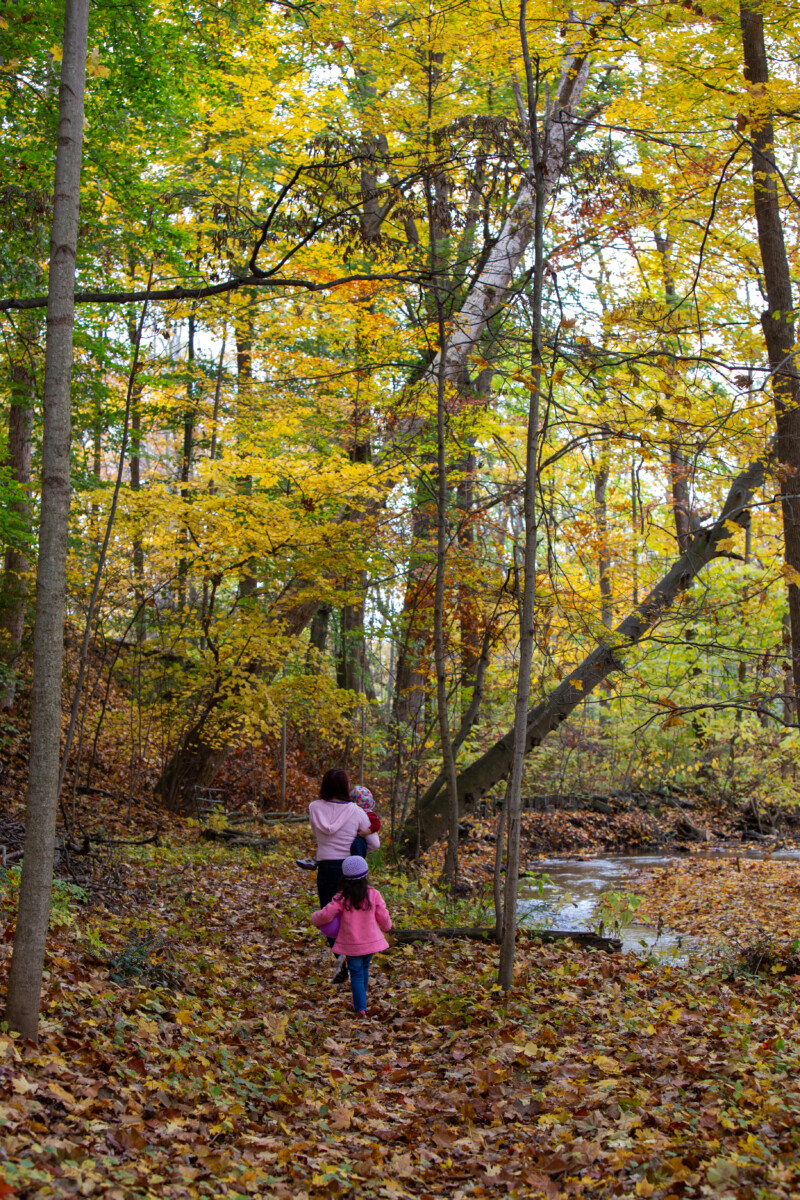 Fall Colours — Scenic photos of trees that have turned yellow and red during the fall. — Tree, Trees, Fall, Autumn, leaves