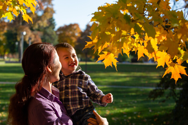 Fall Colours — Scenic photos of trees that have turned yellow and red during the fall. — Tree, Trees, Fall, Autumn, leaves