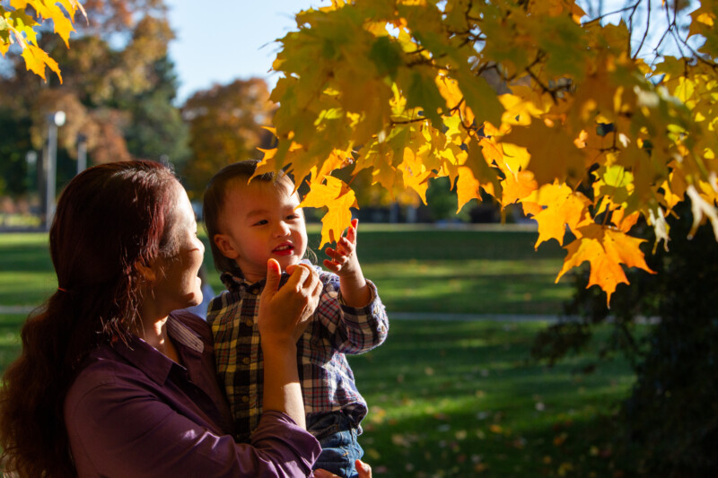 Fall Colours — Scenic photos of trees that have turned yellow and red during the fall. — Tree, Trees, Fall, Autumn, leaves
