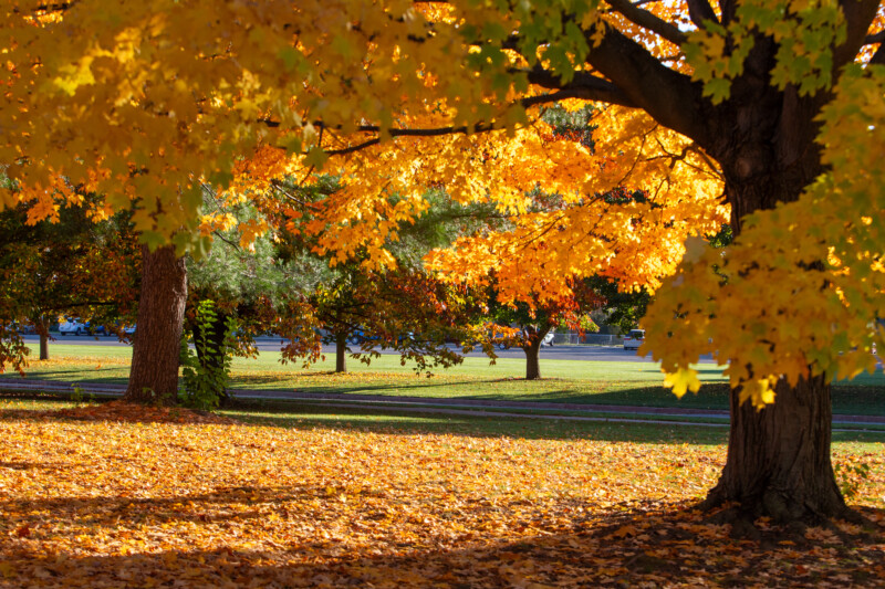 Fall Colours — Scenic photos of trees that have turned yellow and red during the fall. — Tree, Trees, Fall, Autumn, leaves