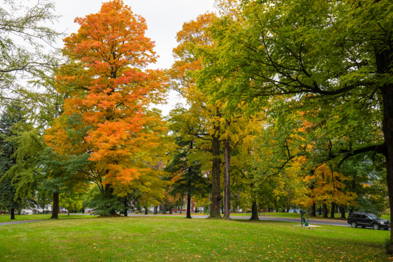 Fall Colours — Scenic photos of trees that have turned yellow and red during the fall. — Tree, Trees, Fall, Autumn, leaves