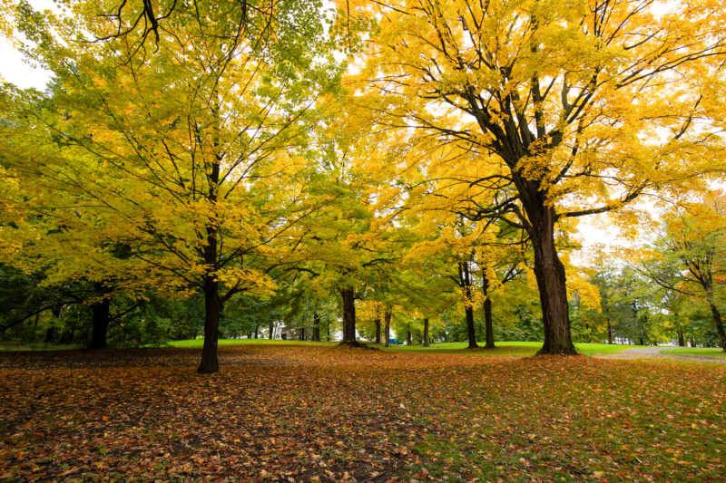 Fall Colours — Scenic photos of trees that have turned yellow and red during the fall. — Tree, Trees, Fall, Autumn, leaves