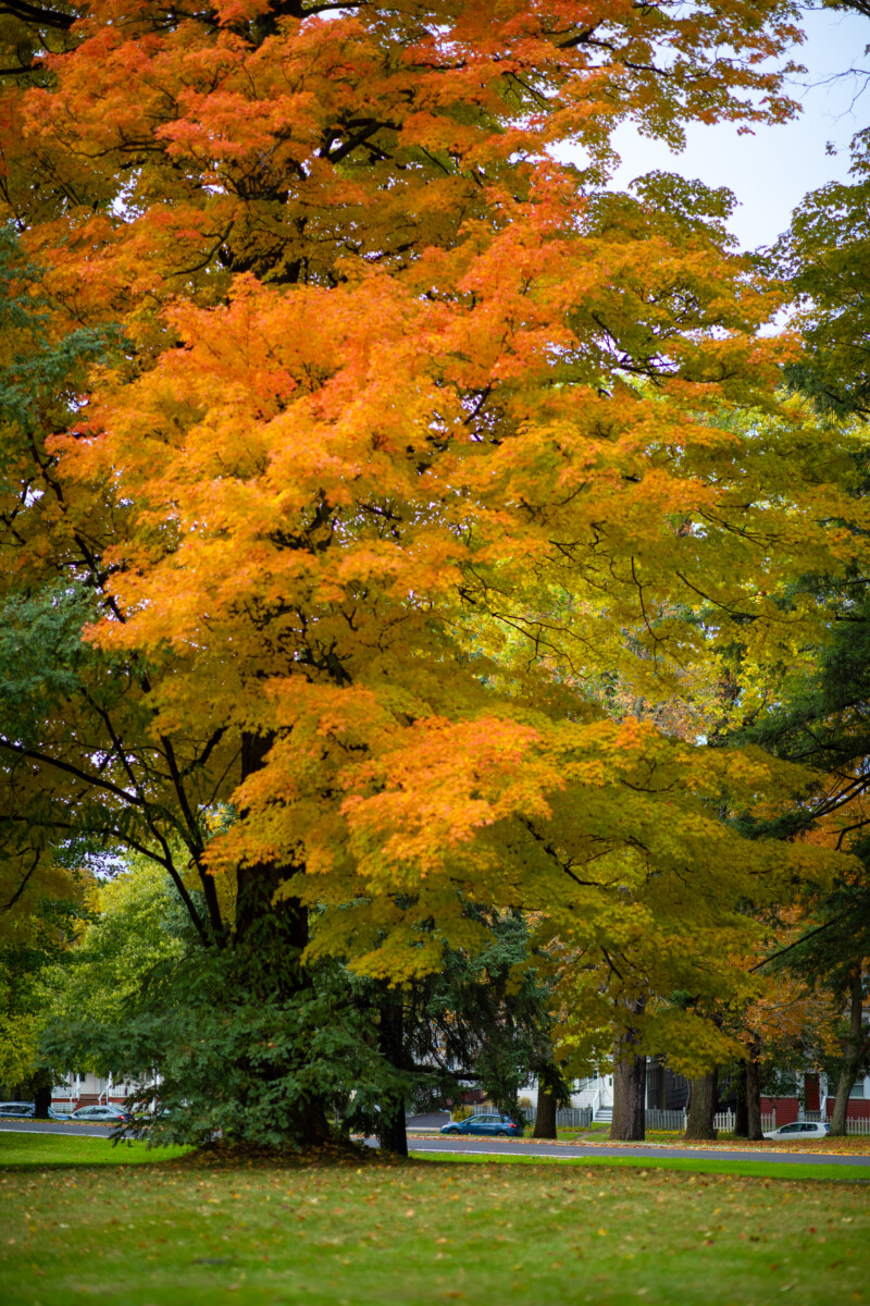 Fall Colours — Scenic photos of trees that have turned yellow and red during the fall. — Tree, Trees, Fall, Autumn, leaves