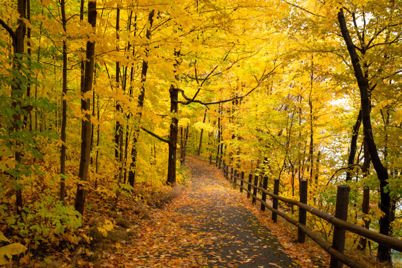 Fall Colours — Scenic photos of trees that have turned yellow and red during the fall. — Tree, Trees, Fall, Autumn, leaves