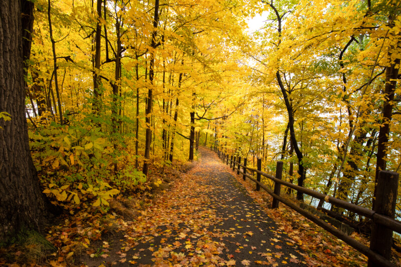 Fall Colours — Scenic photos of trees that have turned yellow and red during the fall. — Tree, Trees, Fall, Autumn, leaves