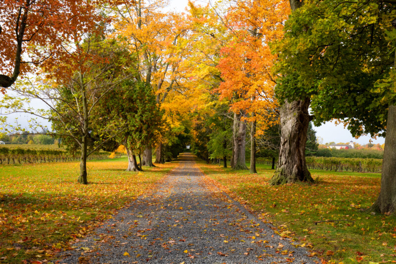 Fall Colours — Scenic photos of trees that have turned yellow and red during the fall. — Tree, Trees, Fall, Autumn, leaves