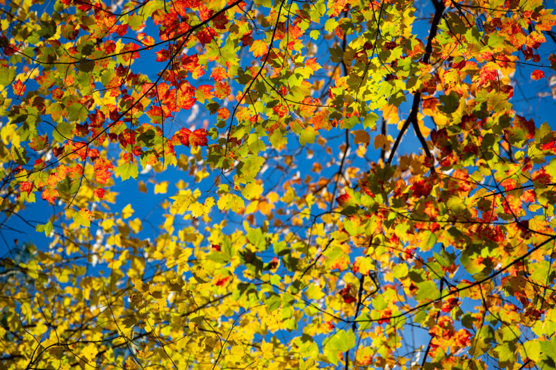 Fall Colours — Scenic photos of trees that have turned yellow and red during the fall. — Tree, Trees, Fall, Autumn, leaves