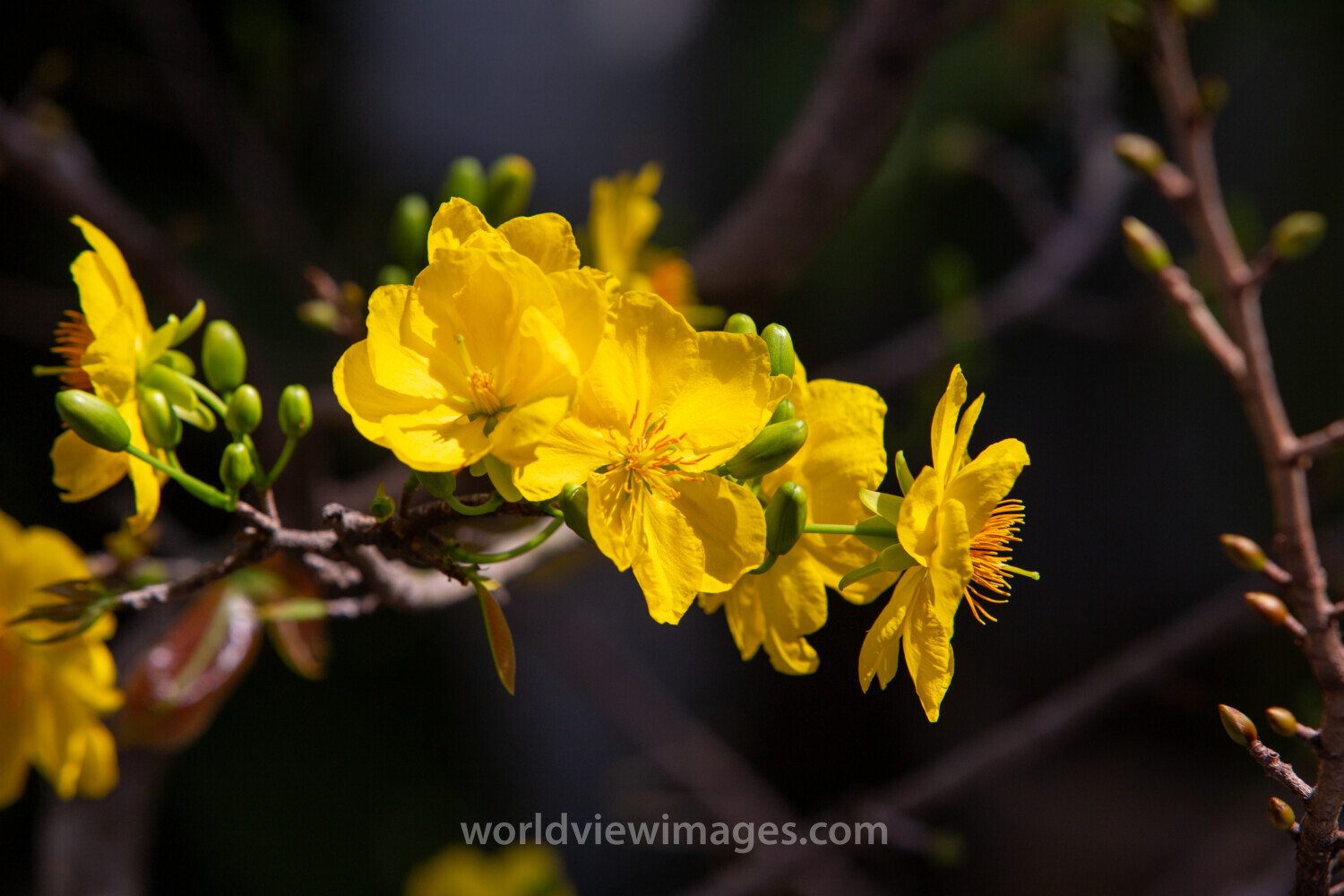 Vietnamese Yellow Apricot Blossom