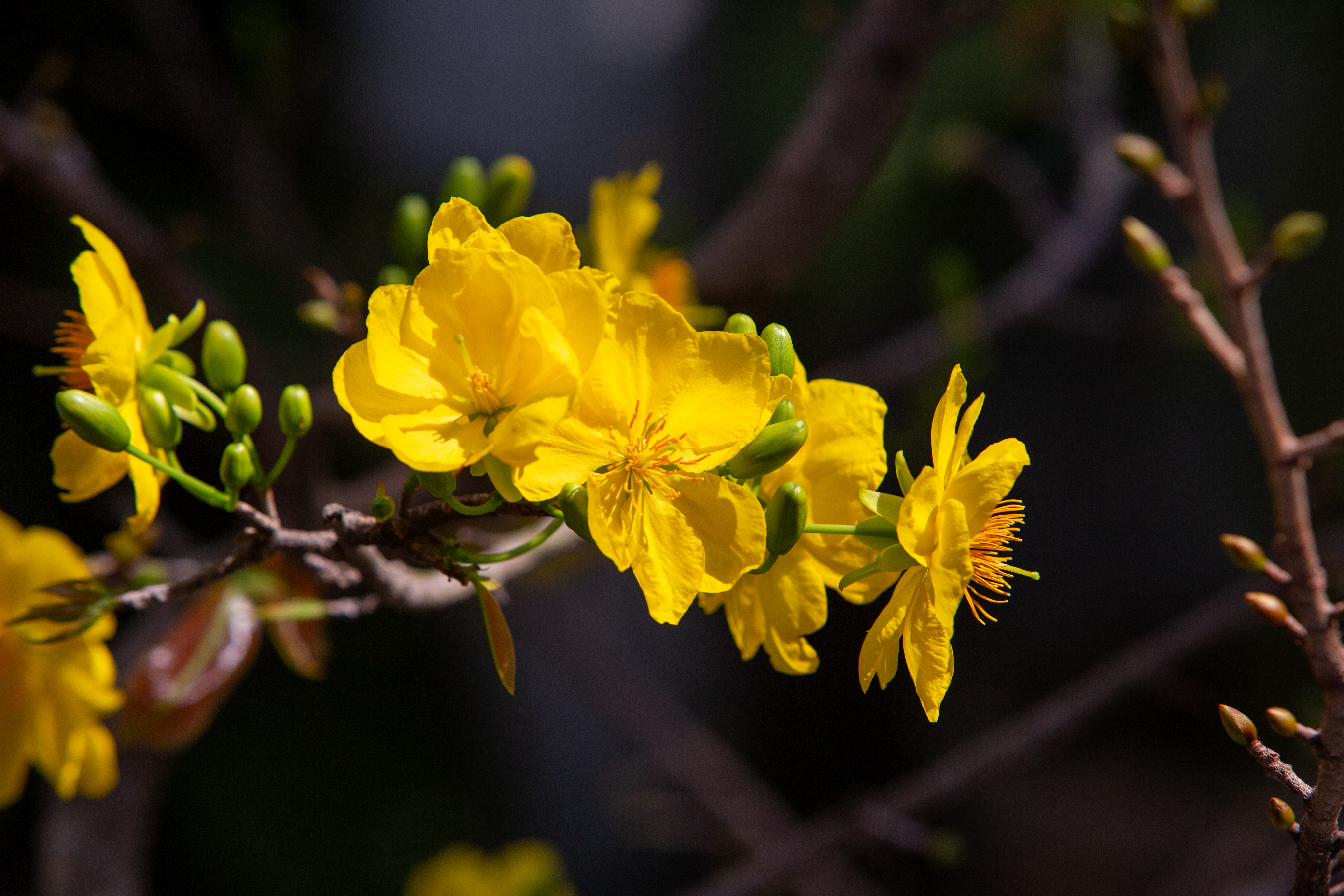 Vietnamese Yellow Apricot Blossom