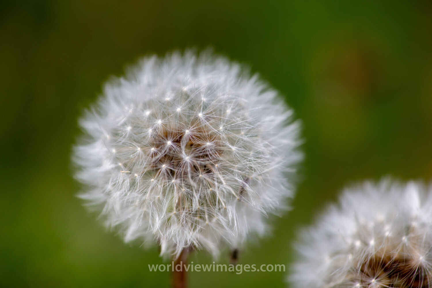 Dandelion Seeds
