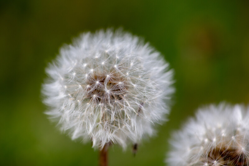 Dandelion Seeds — Dandelion flower gone to seed — Bokeh, Dandelion, Flower, Nature, Plant