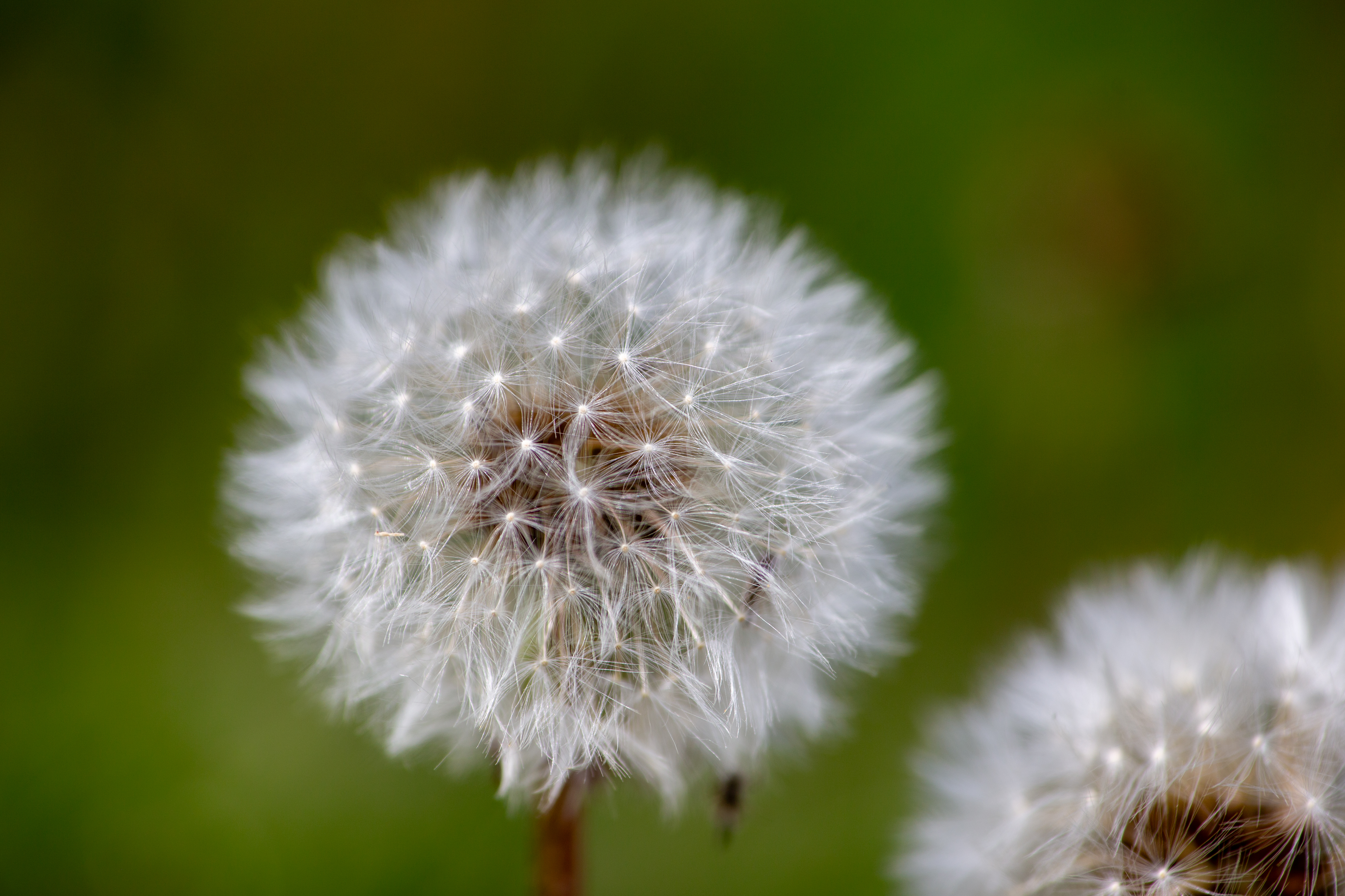 Dandelion Seeds