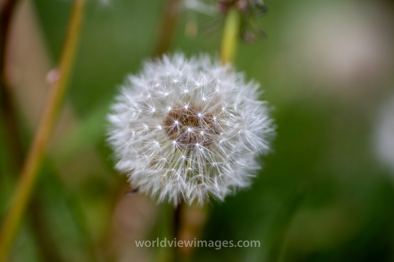Dandelion Seeds