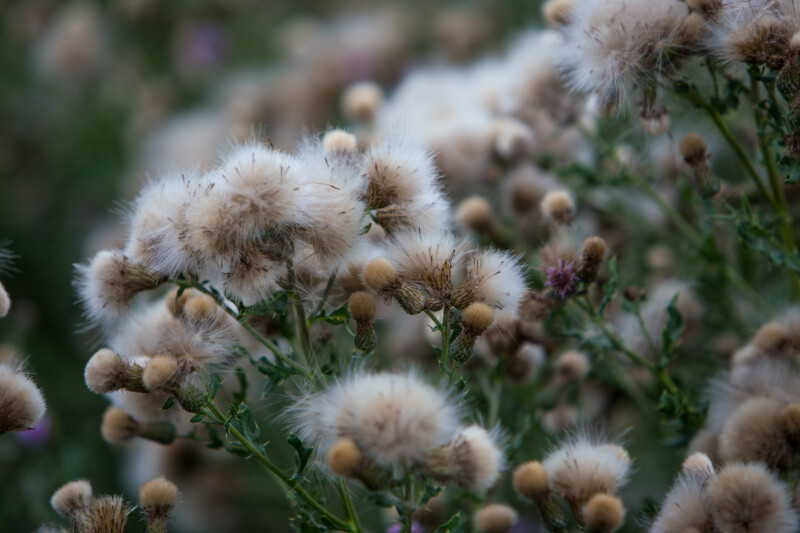 Photo: Flower — Bokeh, Nature, Plant