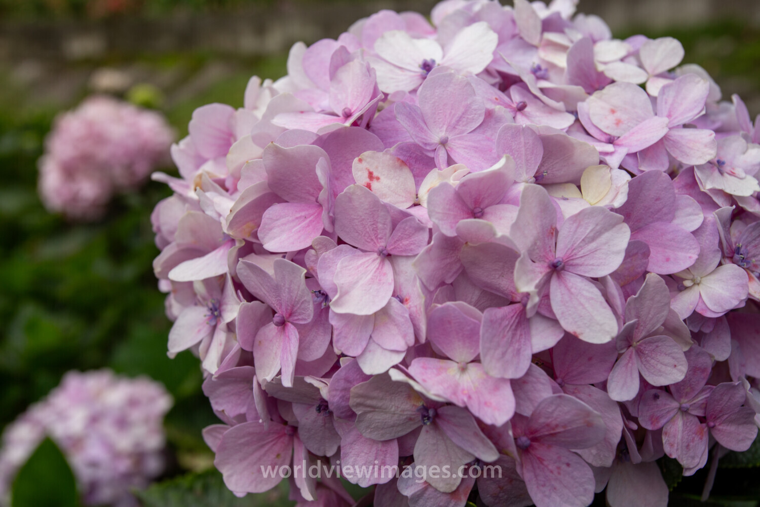 Hydrangea Flower