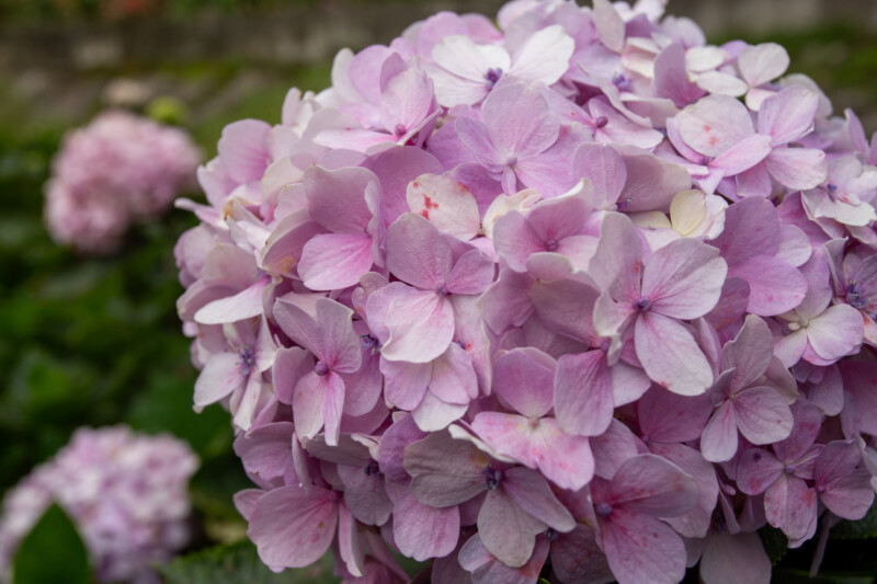 Hydrangea Flower — Beautiful flower of nature — Blossom, Flower, Nature, Plant