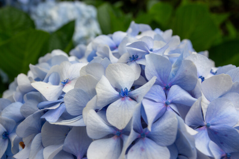 Hydrangea Flower — Beautiful flower of nature — Flower, Nature, Plant