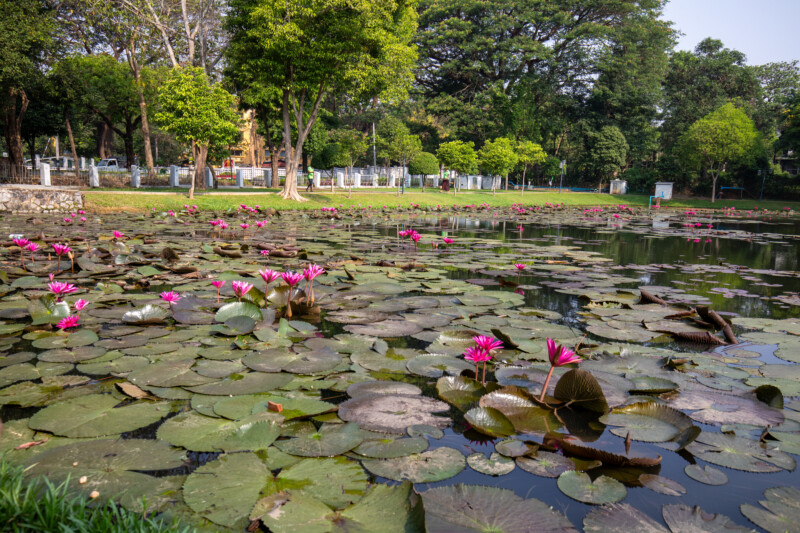 Flower — Nature, Plant, water lilies