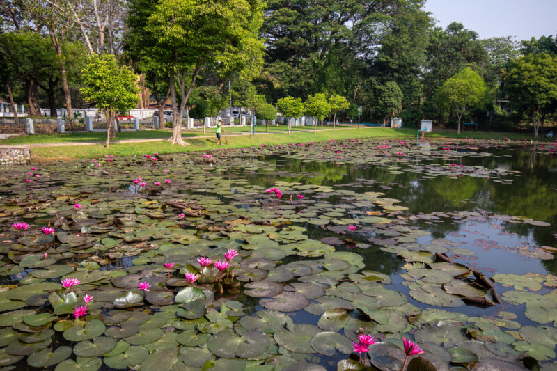 Flower — Nature, Plant, water lilies