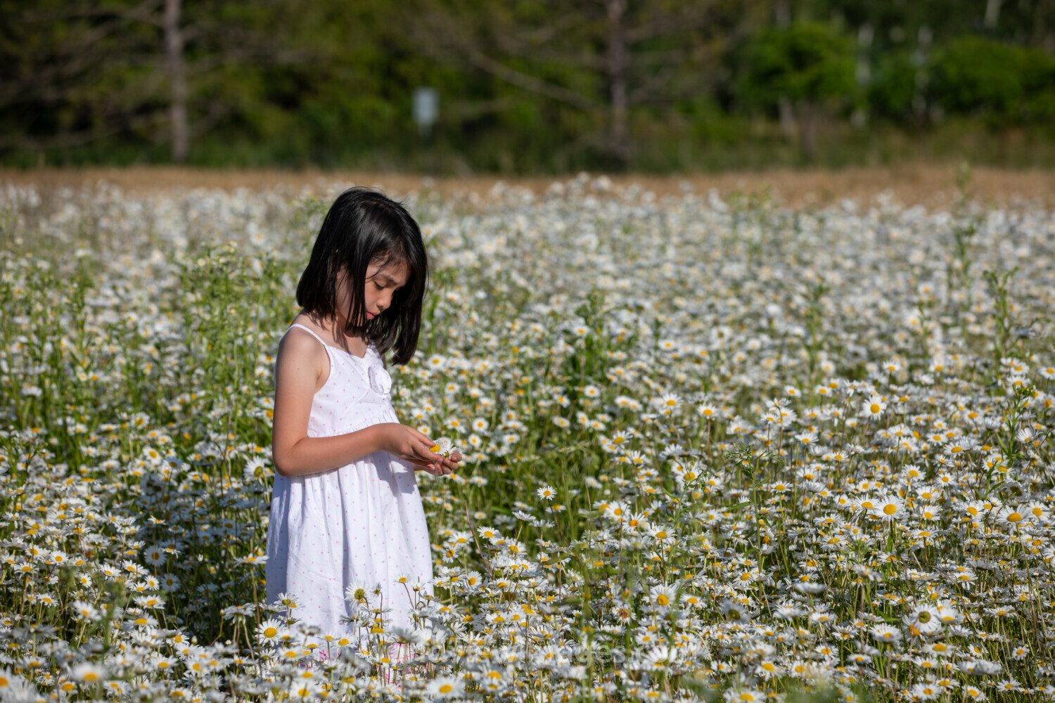 Picking Daisies