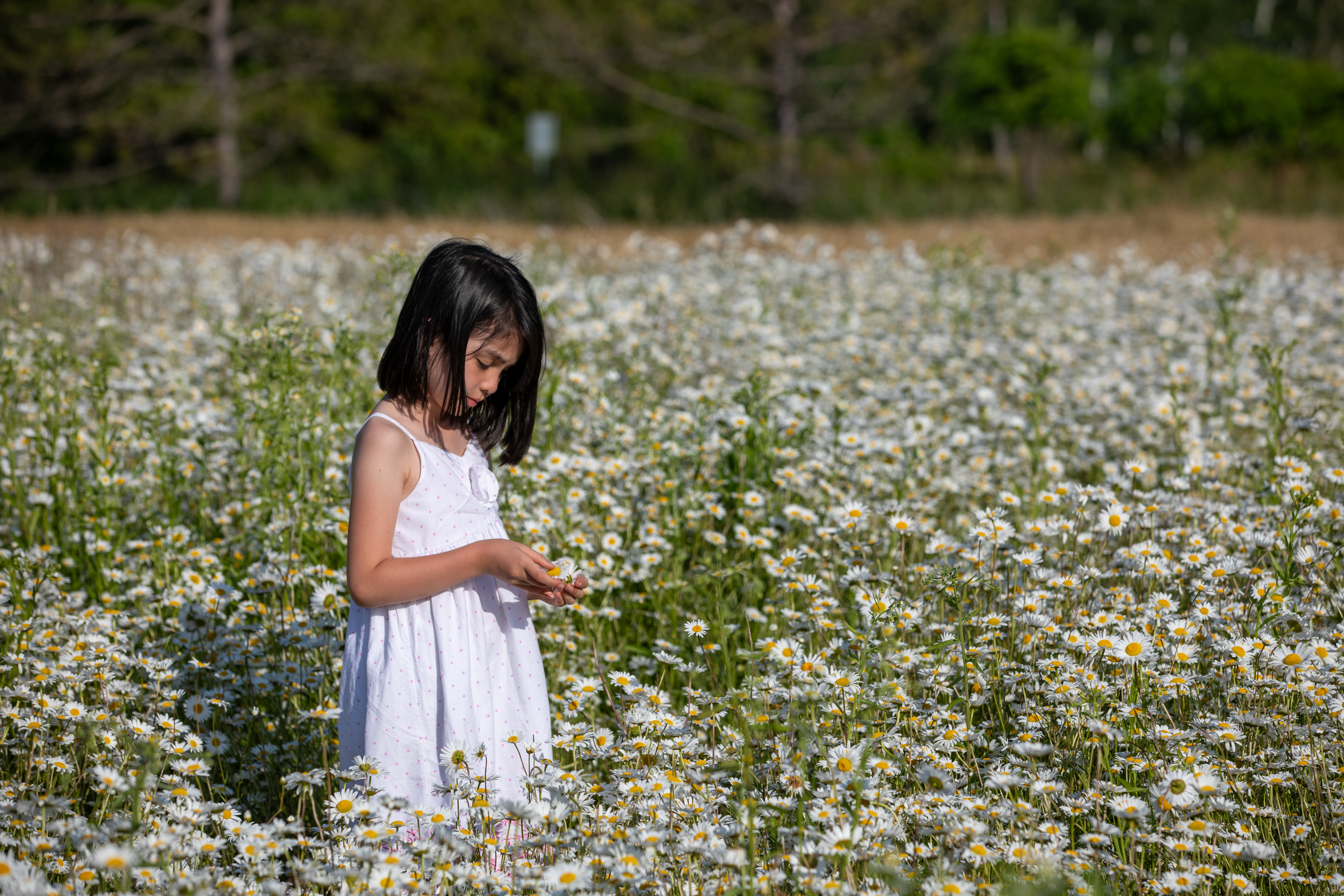 Picking Daisies