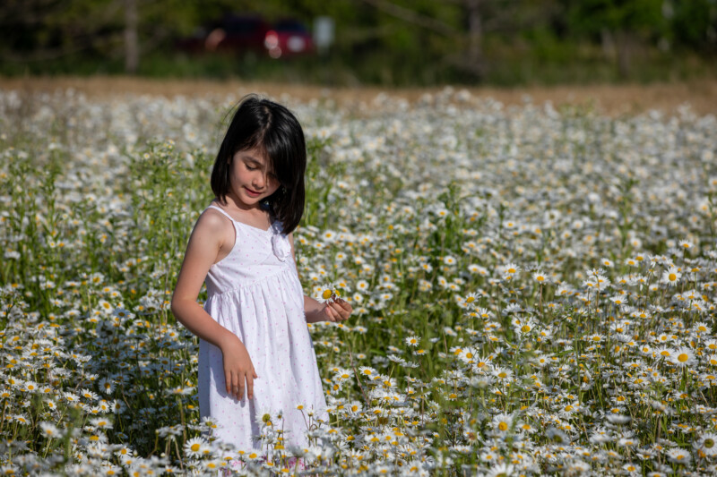 Picking Daisies — Young girl picks daisies — Bokeh, Child, Eyes Closed, Female, Flower