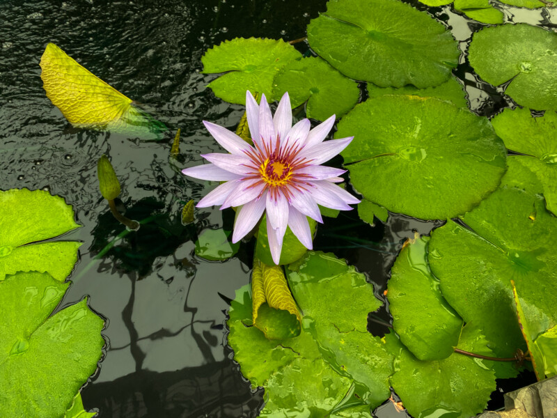 Flower — Daisy, Flower, Nature, Plant