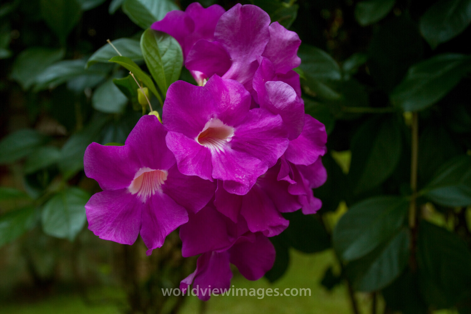 Violet Garlic Vine Flower