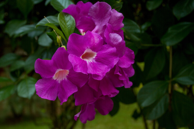 Violet Garlic Vine Flower — Beautiful flower of nature — Colorful, Flower, Nature, Plant, Thailand