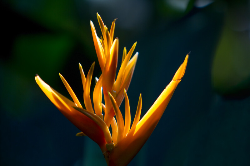 Golden Heliconia Bird of Paradise Flower — Beautiful flower of nature — Colorful, Flower, Nature, Plant, Thailand