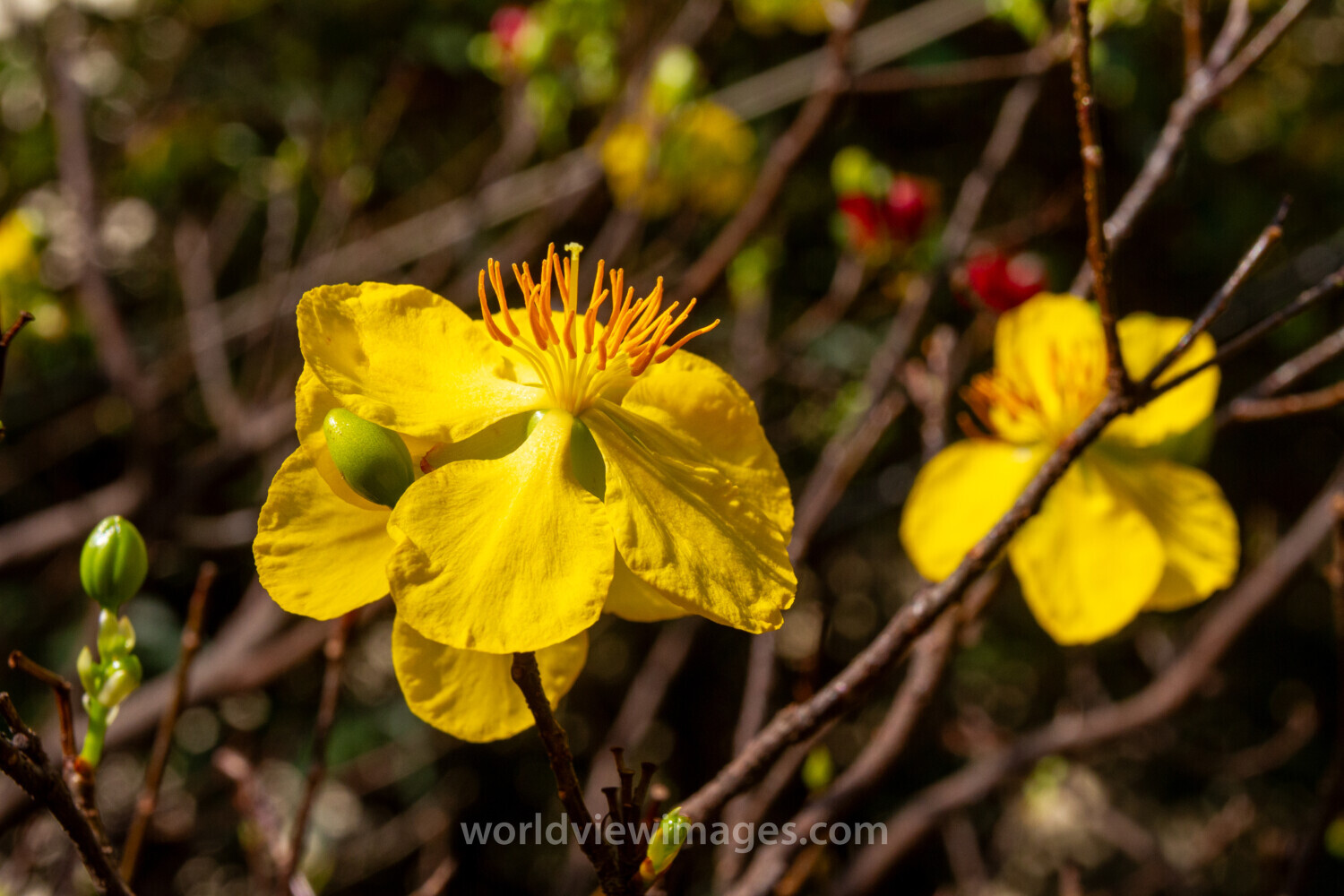Vietnamese Yellow Apricot Blossom