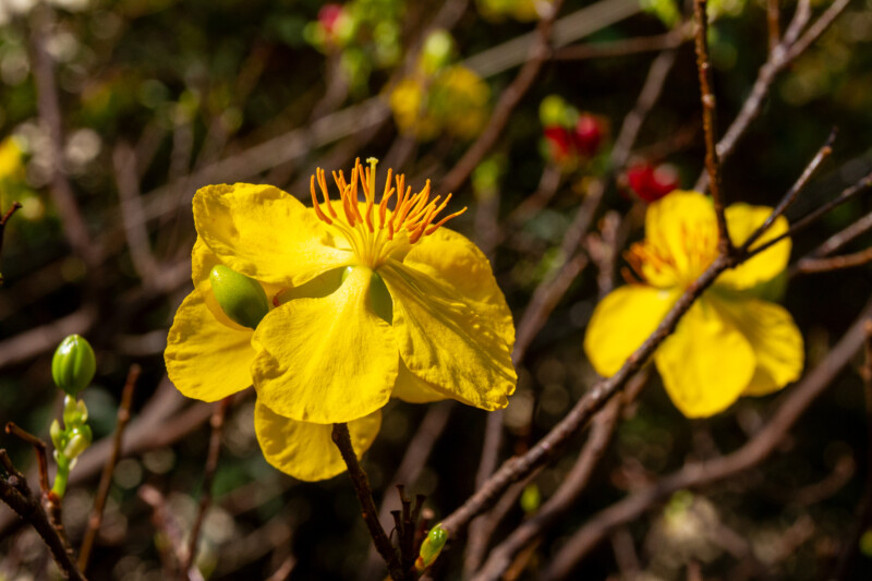 Vietnamese Yellow Apricot Blossom — Blossom, Daffodil, Flower, Nature, Plant