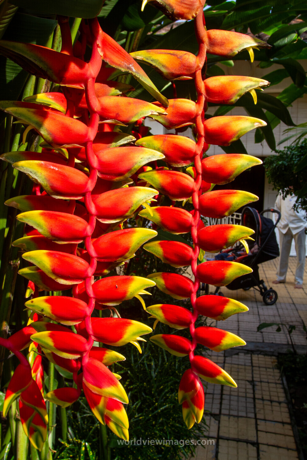 Heliconia Rostrata Flower