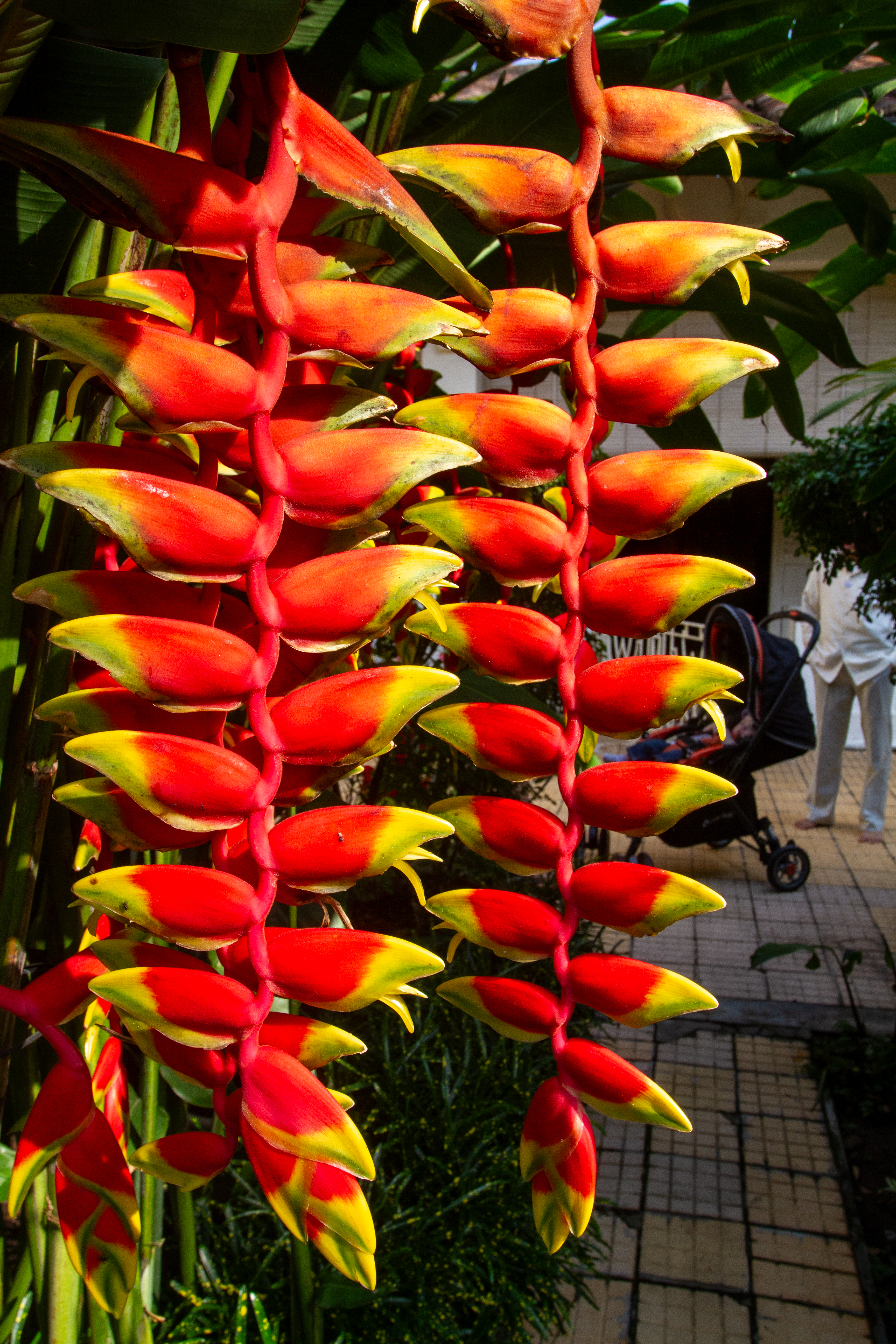 Heliconia Rostrata Flower